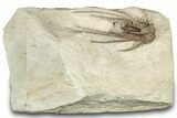 Bargain, Dicranurus Trilobite - Black Cat Mountain, Oklahoma #322580-5